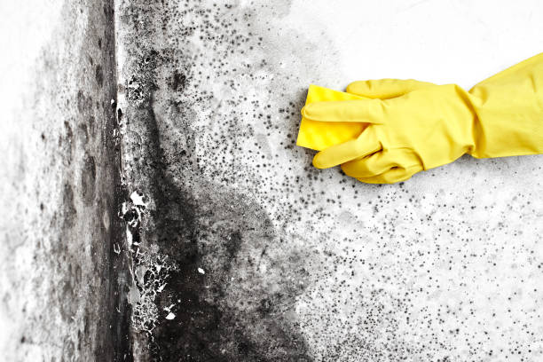 Why You Should Choose Our Mold Remediation Services in Helper, UT